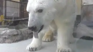しろくまピースおやつの食べ残しをペロペロ♪とべ動物園にて