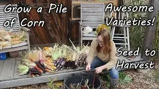 S1E8 How to Grow a Pile of Corn in a Small Home Garden