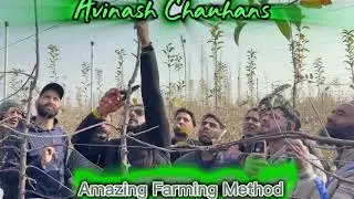 Pruning & Training After 2 Leaf (HDP) | Avinash Chauhan's Amazing Farming Method!