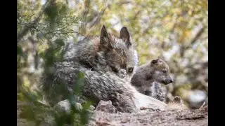Mexican gray wolf pups born at Phoenix Zoo