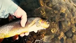 Cuttbow Release on the Yellowstone River