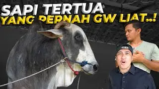 MASUK LAGI KE TEMPAT SETIA FARM MENYEMBUNYIKAN SAPI ISTIMEWA NYA..!