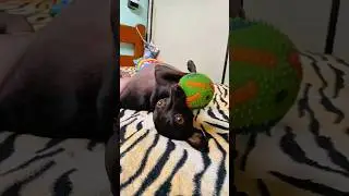 #alicerce de #vigabaldrame #pincherfofinho #pincher #pincherlovers #animalshorts