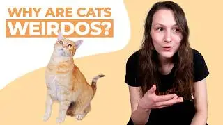 Почему кошки ведут себя так странно? Настоящий ответ