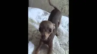 #Мини Тойчик#Mini Toy Terrier