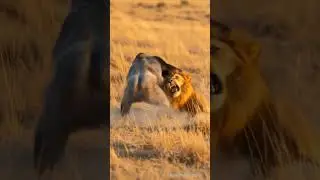 Fierce duel in the savanna: gorilla vs lion! 🦍🦁🔥 #animals #wildlife #gorilla #lion
