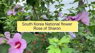 South Korean National flower.
