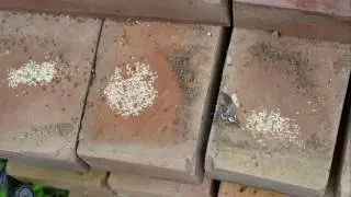 Ants Moving Eggs in Time Lapse - 4K Video
