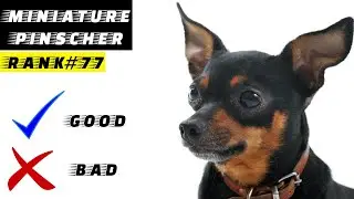 Miniature Pinscher Pros And Cons | The Good And The Bad