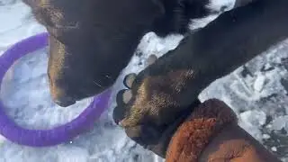 20260114| German Shepherd Winter Walk ❄️ Dog Lifting Paws in Snow & Road Salt🐾☀️#dogvideo #puller