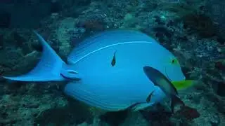 Maldives underwater #9- Wreck dive