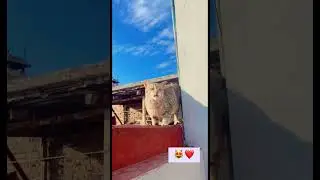 Cat meows and yawns at the same time 😭 #catmeowing #viral #funnycats