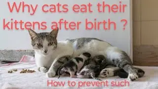 why cats eat their own kittens #catparent #catadoption #catpet #catvet #catcaretips #catbehavior
