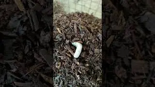 Do you know this insect larvae in a compost pile? Sounds familiar?! 👋🌱