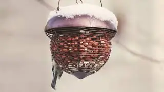 Backyard Bird Feeding - Winter 2020