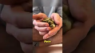 They receive the best care.#animals #chicks #pets #shorts #kindness