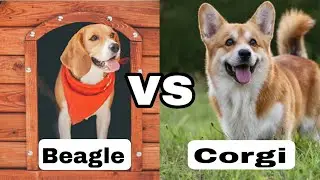 Beagle vs Welsh corgi || Which one is better ? || Small family pet dog 🐕  || Funny dog 🐕 || Dogestan