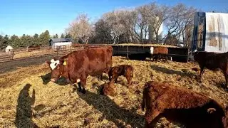 An Awesome Way To Finish Calving Season