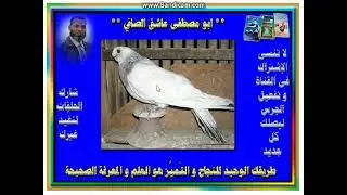 الصافي الرحمانى و أختلافات الهواة في توبه -- الحلقة ( 27 ) من سلسلة شرح اتياب الحمام الصافي