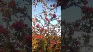 😱winter flower💥💯#flowers #nature #shorts #song #short #viral #viralvideo #youtubeshorts #ytshorts
