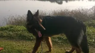 6 month old dog🐕new vlogs