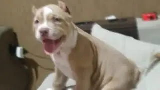 Tala na orelha, Conchectomia e os cuidados pós cirúrgico.