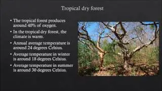 tropical dry forest energy flow