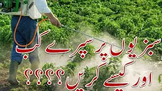 Vegetables in Barani Area!Sabzion ke Kasht!Village Life with Muddassar Ameer