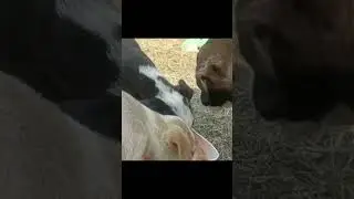NGO For Animal || Need For Help And Support | Balrampur
