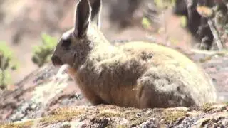 Chinchill&oacute;n (Lagidium viscacia)