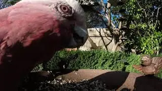 🅾🆉 🅱🅸🆁🅳🆂  - Backyard Birds