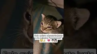 #bananacatcrying #bananacat #sadcat#catsoftiktok #cats #catsreels #cat #viral #memecat #miau