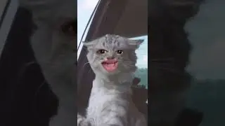 funny cat sitting on windows #funny #funnyvideo #like #ytshorts #shorts #cat #windows #car