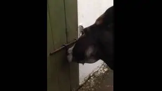 Donkey antics