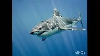 Great White (Freestyle) - Willy B
