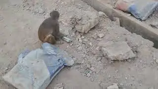 jai shree bala ji vanar seva se hi Hanuman ji prasad hote hai