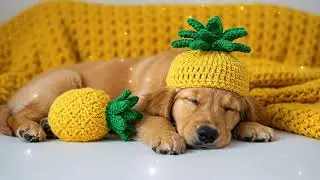 Relaxing Dog Music 🐾🎶  Anxiety Relief & Deep Calm for Pets