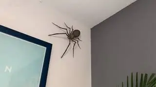 Araign&eacute;e &eacute;norme dans une maison