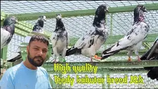 High Quality Teedy Kabutar || Atul Mehra Pigeon Loft || Bishnah,J&K part-2