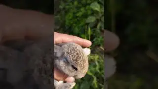 How🤩Finally catch baby bunny 😂😂#cute #pet #animal #youtube  #shorts 😭