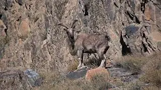 Unseen visuals of Markhor in Chitral Gol National Park | Wildlife | Wildlife of Pakistan #pakistan