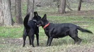 🐕🐕🔥Красивая племенная пара Монарх и Чара. Немецкие овчарки чёрного окраса. Одесса 2023.