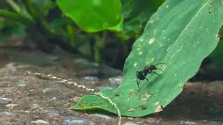 Videos for Cats to Watch - Ants