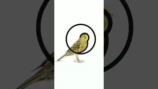 How to create Bird Logo | animal Logo design Idea #logo #logodesign #animallogo