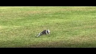Align T-Rex 500X Crash!!