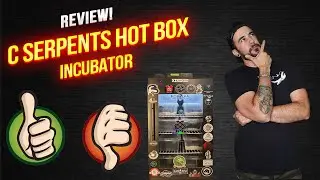 C Serpents Incubator Review!
