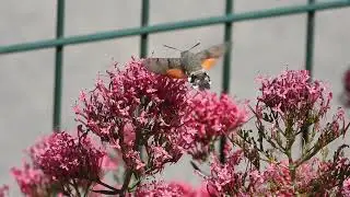 Le Sphinx colibri