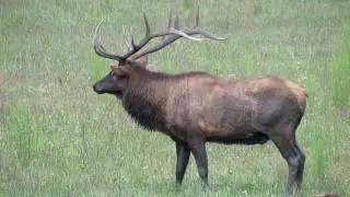 Elk herd in Cherokee, NC