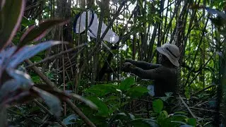 Ecuador trains professionals from various fields in surveillance for Yellow Fever.