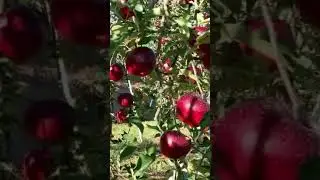 Amazing Japanese Apple🍎😍#shorts #youtubeshorts #apple #japan